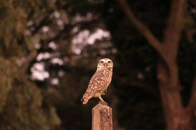 Close-up of bird perching on wooden post