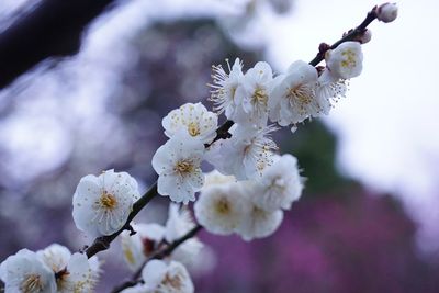 Close-up of apple blossoms in spring
