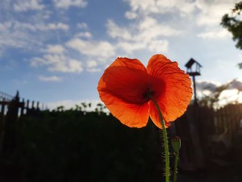 Close-up of orange poppy on field against sky