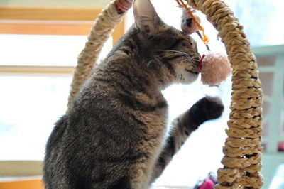 Close-up of a cat looking at home