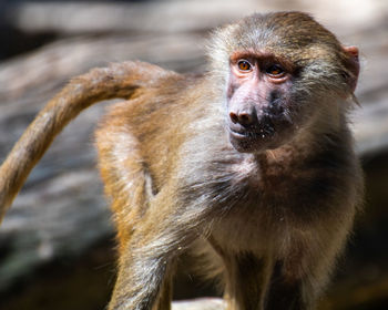 Close-up portrait of monkey