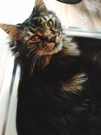 Close-up portrait of a cat