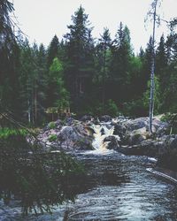 View of river flowing through forest