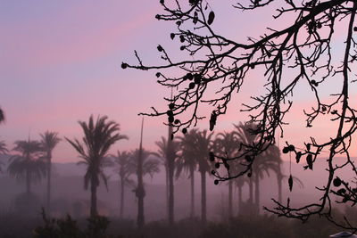 Close-up of silhouette trees against sky during sunset