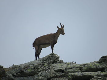 Female ibex standing on rock against clear sky