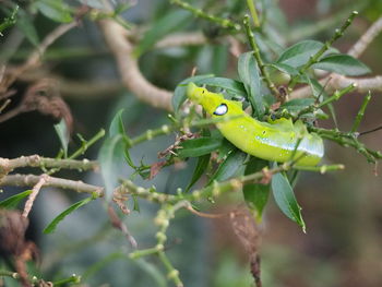 Close-up of lizard on branch