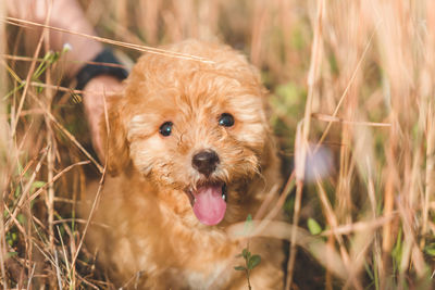 Portrait of dog sticking out tongue on field