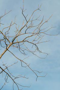 Close-up of branch against sky