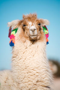 Alpaca in a oasis in the atacama desert, tambillo, atacama desert, chile.