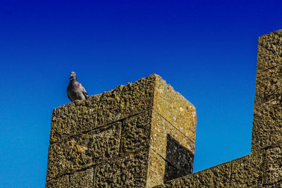 Low angle view of bird perching on building against clear blue sky