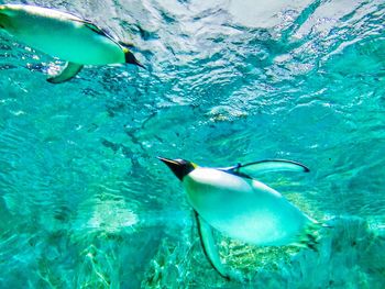 Underwater view of swimming in sea