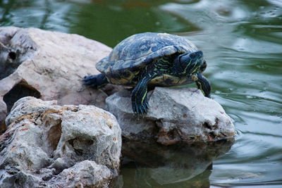 Close-up of turtle on rock in lake