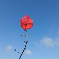 Low angle view of leaf against blue sky