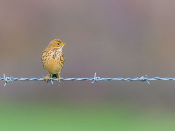Close-up of bird perching on barbed wire