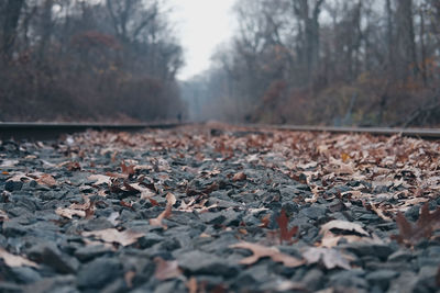 Autumnal leaves on tree trunk