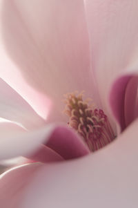 Close-up of pink rose flower