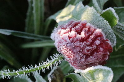 Close-up of frozen plant