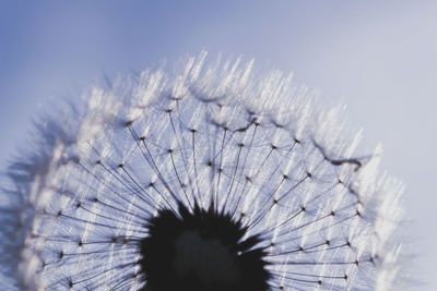 Close-up of white dandelion flower against sky