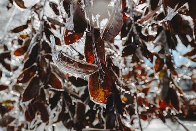 Close-up of frozen leaves