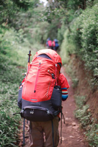 Rear view of man standing in forest