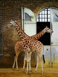 Giraffe against brick wall