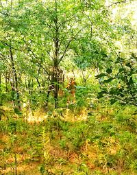 Trees growing in forest