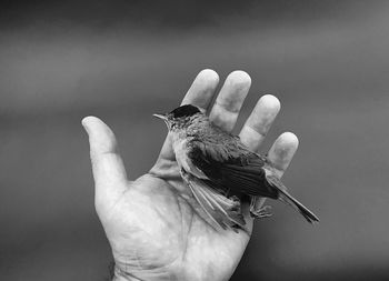 Cropped hand of man holding dead bird