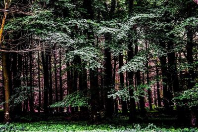 Trees in forest