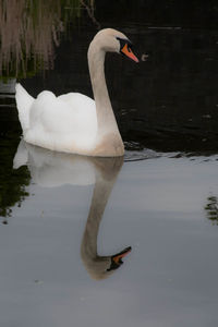 Swan swimming on lake