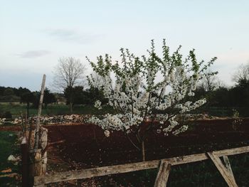 Plants on landscape against sky