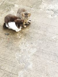 High angle view of a cat on footpath
