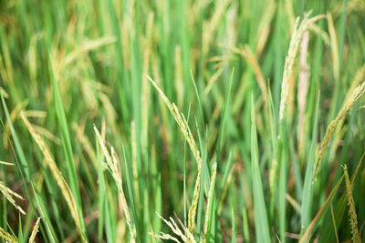 Close-up of stalks in field
