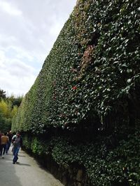 People on tree against sky