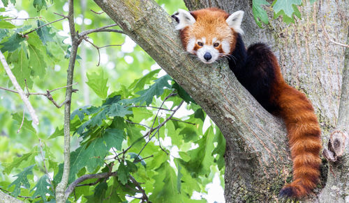 Squirrel sitting on tree branch in zoo