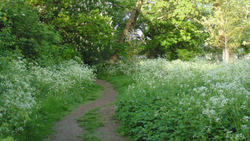 Footpath leading towards trees