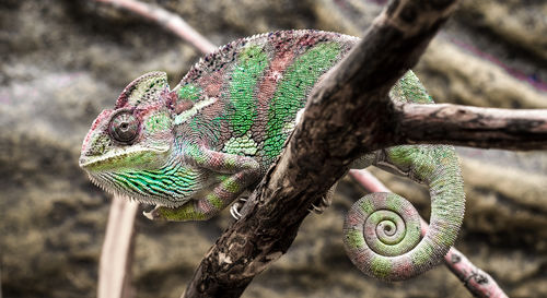 Close-up of lizard