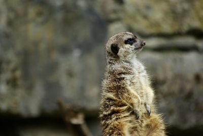 Close-up of meerkat