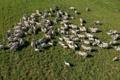 Top view of nellore cattle herd on green pasture in brazil