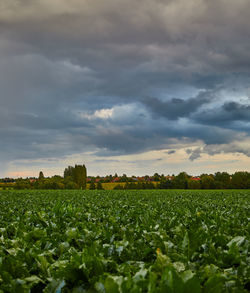 Scenic view of field against cloudy sky