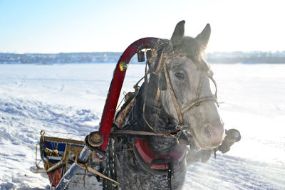 Portrait of horse drawn cart on snow covered field