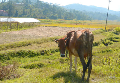 Horses grazing on grassy field