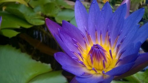 Close-up of purple flower