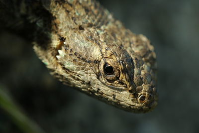 Close-up of lizard