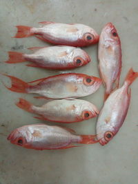 High angle view of fish for sale in market