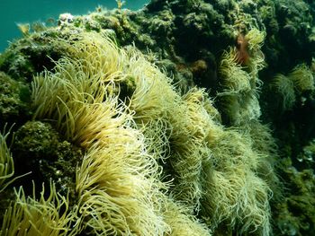 Close-up of coral in sea