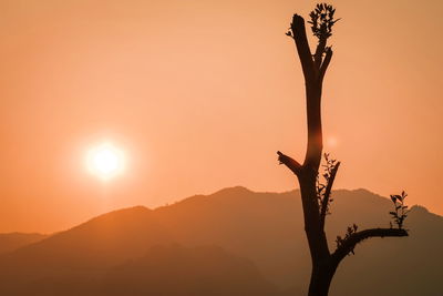 Tree against sky during sunset