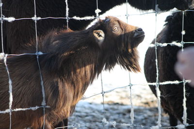 Close-up of monkey on fence