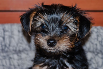 Close-up portrait of puppy at home
