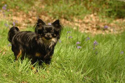 Dog running on grassy field