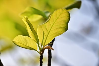 plant part